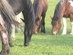Horses and Mindfulness